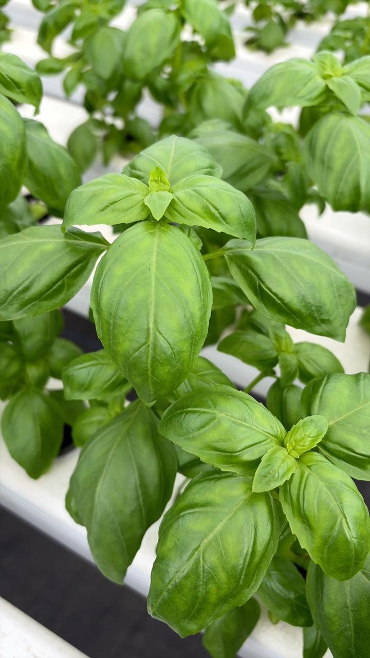 Basil