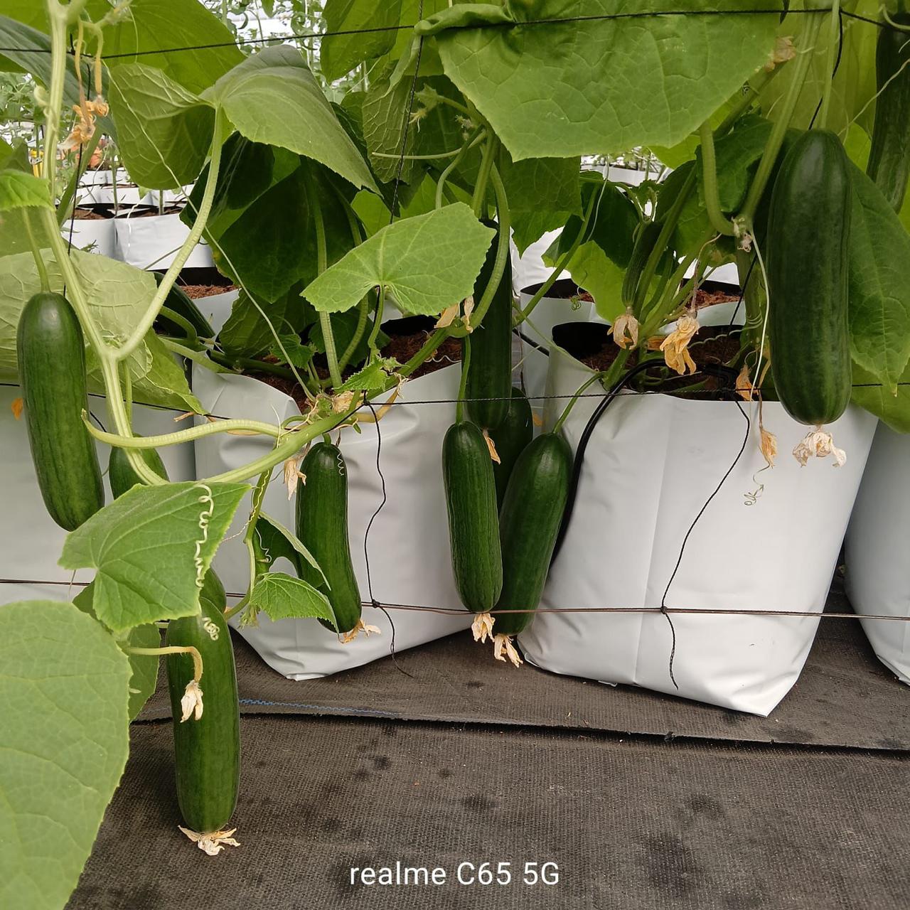 Cucumber