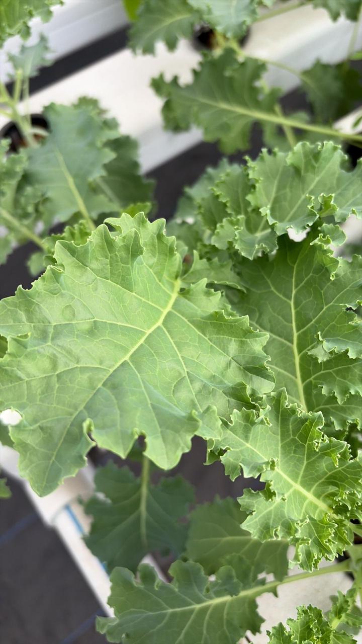 Kale