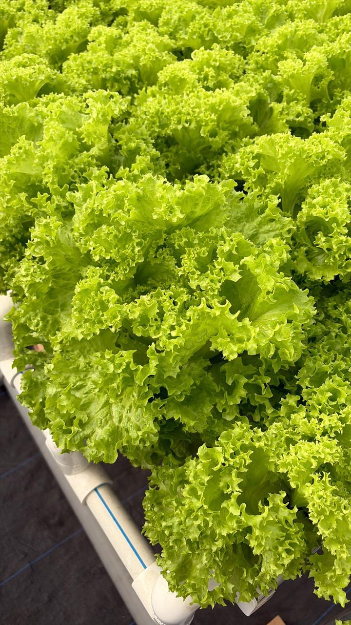 Green Lettuce