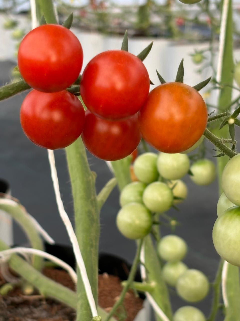 Red Cherry Tomatoes