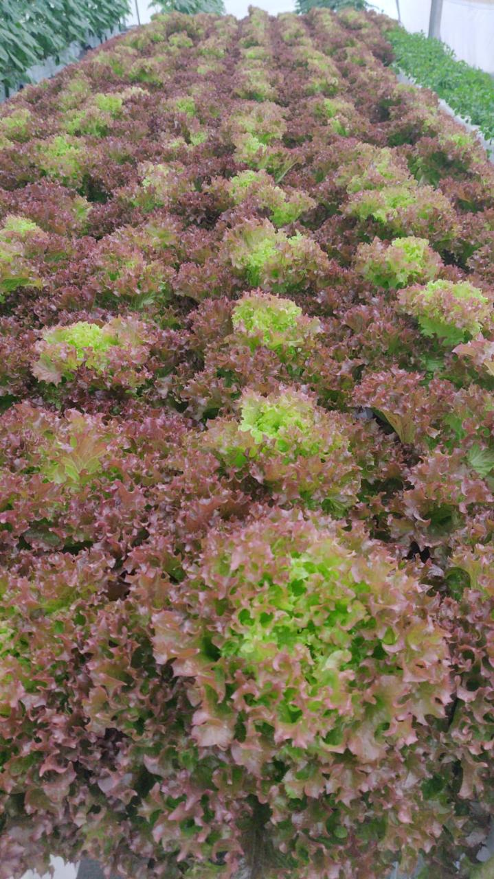 Red Lettuce