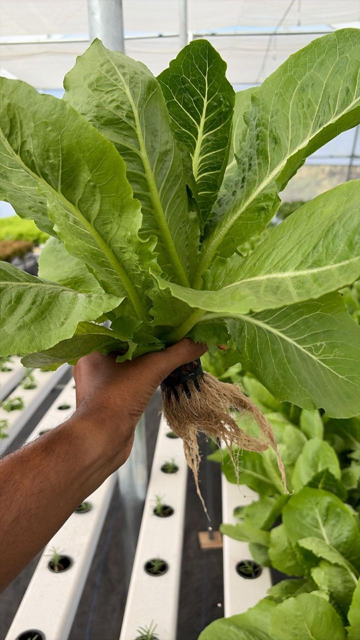 Romaine Lettuce