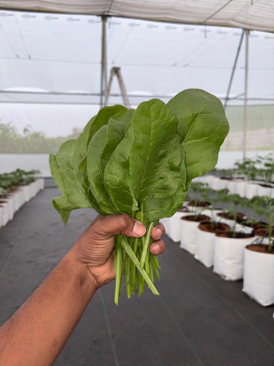 Spinach