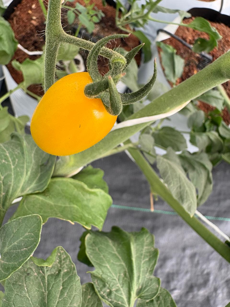 Yellow Cherry Tomatoes